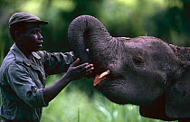 Park guard feeding domesticated juvenile African elephant {Loxodonta africana} Garamba NP, Congo