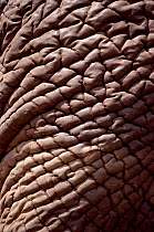 African elephant detail of skin