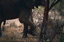 African elephant {Loxodonta africana} male with deformed foot, Tsavo East NP, Kenya