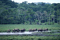 African forest elephant herd in the Republic of Congo, Odzala National Park