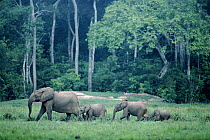 African forest elephant herd. Republic of Congo, Odzala National Park.