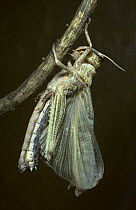 Migratory locust (Locusta migratoria) captive