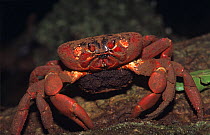 Christmas Island Red Crab (Gecarcoidea natalis) adult feeding on baby crabs, Christmas Island, Indian Ocean