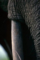 African elephant {Loxodonta africana} close-up of tusk, Garamba NP, Congo