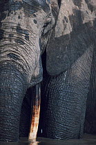 African elephant detail, standing in water. Democratic Republic of Congo, Garamba National Park