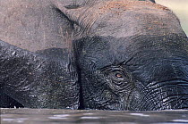 African elephant in water - head shot. Democratic Republic of Congo, Garamba National Park