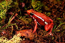 Poison Arrow Frog (Epipedobates tricolor) Ecuador Amazon South-America. colourful.