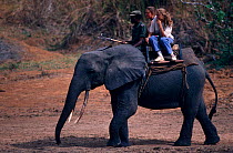 African elephant (Loxodonta africana) carrying tourists, Garamba NP, Dem Rep of Congo