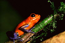Strawberry Poison Arrow Frog (Dendrobates pumilio) Atlantic Rain Forest, Costa Rica