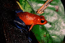 Strawberry Poison Arrow Frog, Atlantic rainforest, Costa Rica