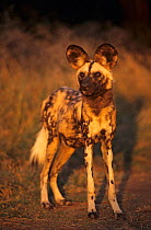Arican wild dog portrait (Lycaon pictus) De Wildt, S. Africa