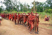 Maasai warriors carry cermonial log in traditional Eunoto ceremony, Masai Mara, Kenya
