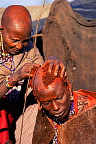 Maasai warrior has head shaved by mother during Eunoto ceremony Ritual, Mara region, Kenya