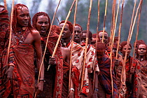 Maasai warriors dance with poles during traditional Eunoto ceremony, Mara region, Kenya