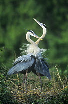 Great blue heron {Ardea herodias} pair in courtship display on nest, Texas, USA