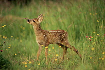 Whitetail deer fawn (Odocoileus virginianus). Texas, USA