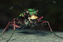 Green Tiger Beetle close-up, UK