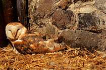 Female barn owl (Tyto alba) on nest. (C) Barn Owl Trust, UK Devon