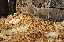Barn owl eggs in nest. (C) (Tyto alba) Barn Owl Trust, UK Devon