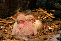 Barn owl chicks in nest. (C) (Tyto alba) Barn Owl Trust, UK Devon. Two day old.