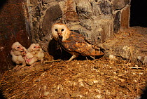 Female Barn owl (Tyto alba) feeds chicks (C) Barn Owl Trust, UK Devon. Two weeks old.