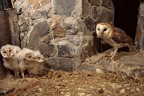 Female Barn owl feeds 3-week-old chicks. Barn Owl Trust, UK Devon.
