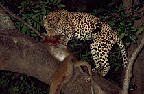 Male leopard {Panthera pardus} with baboon kill in tree at Night, Southern Luangwa NP, Zambia.