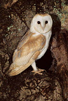 Male Barn owl in Oak tree. Barn Owl Trust, UK Devon.