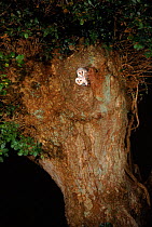 Young Barn owls (Tyto alba) at nest in Oak. Barn Owl Trust, UK Devon. 200 yr old tree. 2 months, released under licence.
