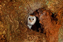 Young Barn owl (Tyto alba) at nest in oak. Barn Owl Trust, UK Devon. 200 yr old tree. 3 months, released under licence.