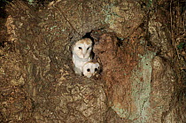 Young Barn owls at nest in 200-year-old Oak tree. Barn Owl Trust, UK Devon.