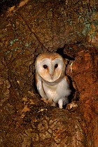 Young Barn owl (Tyto alba) at nest in Oak. Barn Owl Trust, UK Devon. 200 yr old tree. 3 months, released under licence.