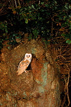 Young Barn owl (Tyto alba) at nest in Oak. Barn Owl Trust, UK Devon. 200 yr old tree. 3 months, released under licence.