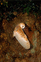 Young Barn owl (Tyto alba) prepares to fly. Barn Owl Trust, UK Devon. 200 yr old tree. 3 months, released under licence.