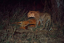 Male leopard {Panthera Pardus} with Puku kill at night, Southern Luangwa NP, Zambia.
