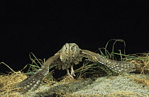 Scops owl (Otus scops) landing on ground, captive, Germany