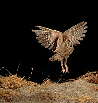 Scops owl (Otus scops) landing. Germany