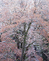 Oak tree (Quercus sp) covered in snow, Yosemite NP, California, USA