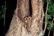 Indian scops owl (Otus bakkamoena) with prey. Ussuriland, South Primorskiy, Far East Russia