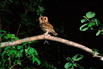 Indian scops owl (Otus bakkamoena) Russia Ussuriland, South Primorskiy