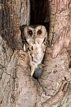 Indian scops owl. Russia, Ussuriland, South Primorskiy