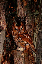 Eastern screech owl (Megascops asio) USA Vermont (C)
