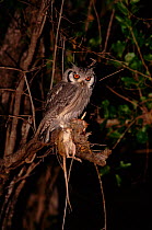 White faced scops owl (Otus leucotis) with prey, South Africa Malamala GR.