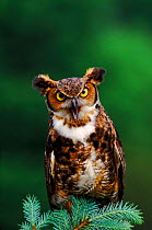 Great horned owl (Bubo virginianus). Raptor Center, New York, USA