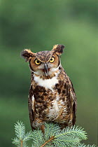 Great horned owl portrait. Raptor Center, New York. Captive bird