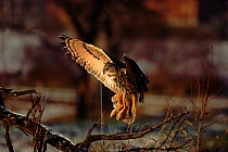 Eagle owl (Bubo bubo) landing. Germany, Europe