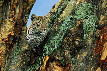 Female leopard {Panthera pardus} in Yellow fever tree, Ngorongoro Crater, Tanzania.
