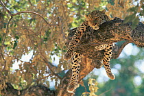 Leopard {Panthera pardus} male asleep in tree Southern Luangwa NP, Zambia.