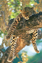 Male Leopard {Panthera pardus} resting in tree, Southern Luangwa NP, Zambia.