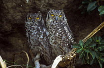 Spotted eagle owl {bubo africanus} two perched, Tanzania, East Africa